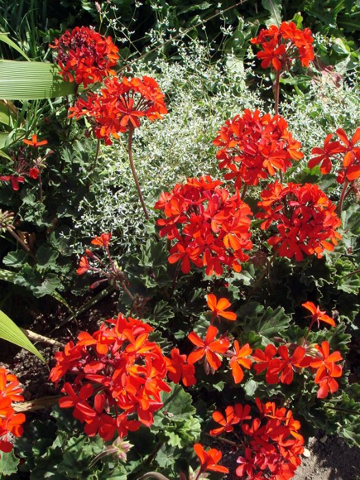 Pelargonium x 'Ville de Berne' rouge (2)